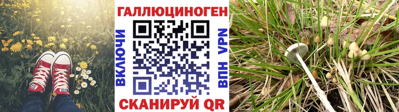 продажа наркотиков  Находка  Псилоцибиновые грибы Psilocybine cubensis 